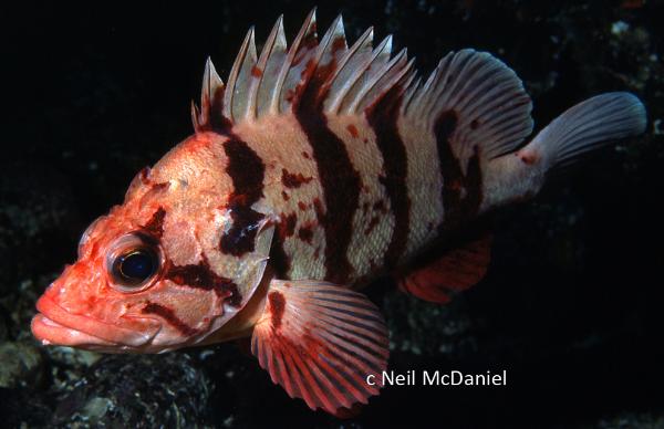 Photo of Sebastes nigrocinctus by <a href="http://www.seastarsofthepacificnorthwest.info/">Neil McDaniel</a>
